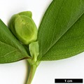 SpeciesSub: f. luteum